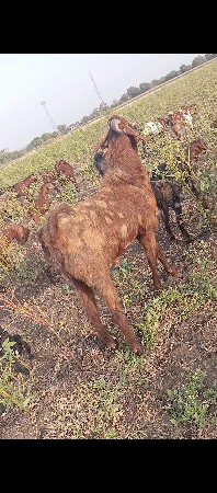 બોકડા વેચવા ના