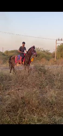 ઘોડા ના સાટા કરવાના સે