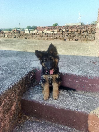 જર્મની મેલ