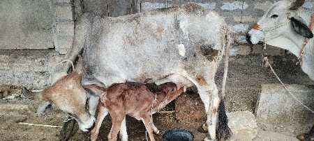 ગાય વેશવાની છે