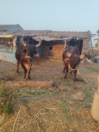 થંબનેલ 3