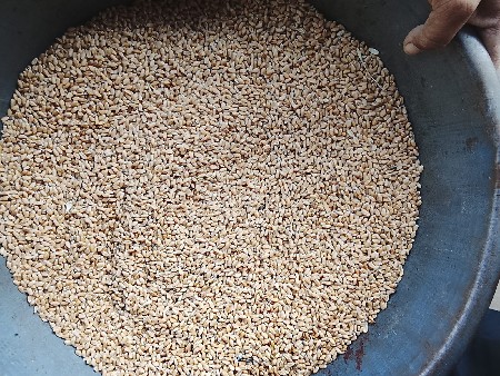 ઘંઉ ટુકડા