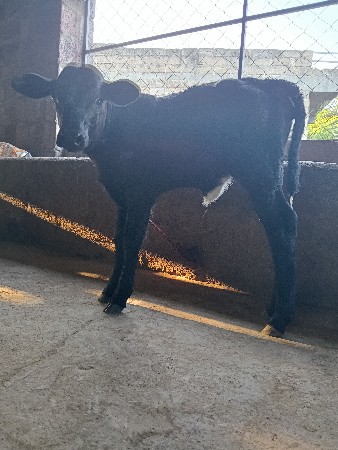 थंबनेल 3