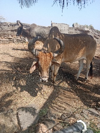 थंबनेल 2