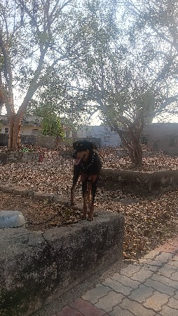 थंबनेल 2