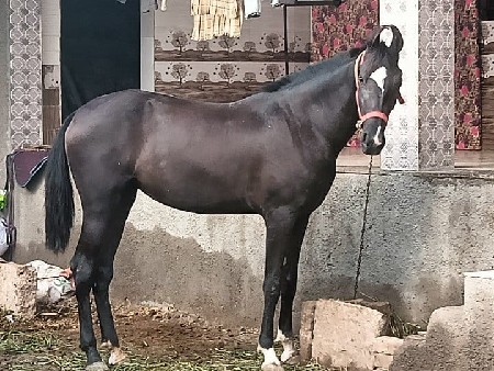 ઘોડિ વેચવાનિ છે