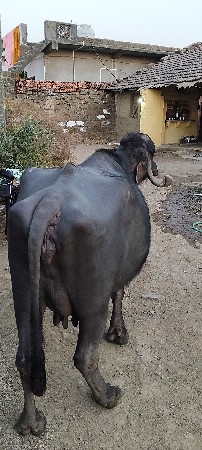 ભેંસ વેચવાની છે