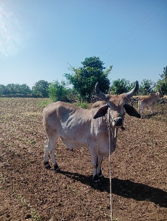 થંબનેલ 2