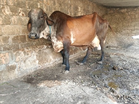 ગીર કોસ વેચવાની છે દુઘ7લીટર