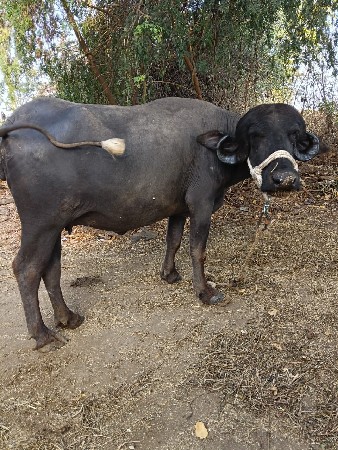 ખડેલી વેચવા ની છે