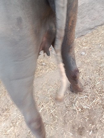 ભેંસ વેસવાની‌ છે