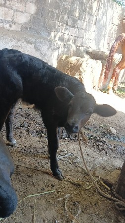 આ ગાય વેસવા ની છે