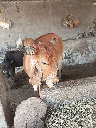 ગાય વેચવાની છે