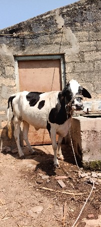 Hf એસફ વાછડી