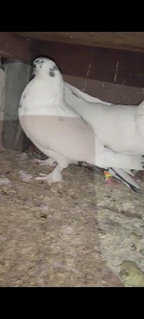 થંબનેલ 3