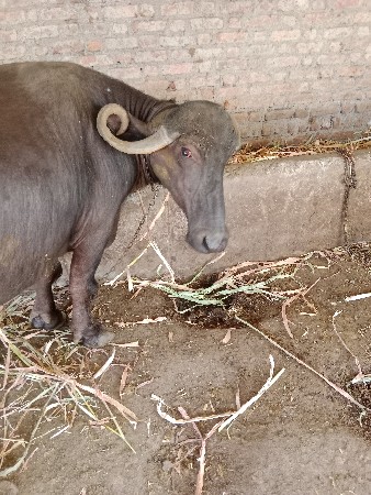 પાંચ મહિનાનું ગાભ.  ચાર લીટર દૂધ