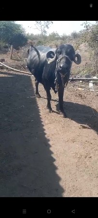 ભેસવેસવાનીસે