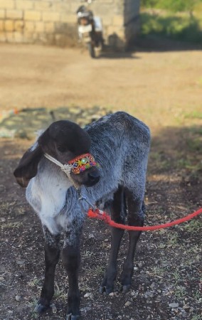 થંબનેલ 2