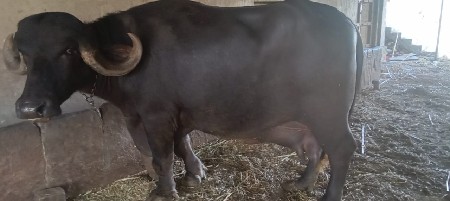 ભેંસ વેચવાની છે