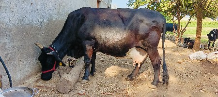 જરસી ગાય