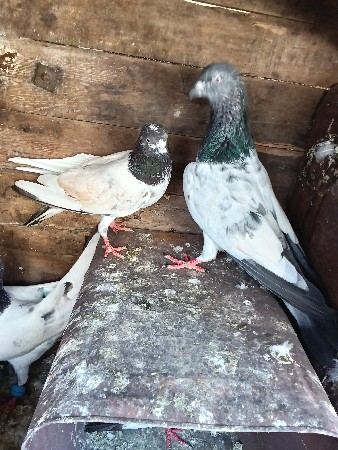 કનસરા ની જોડી