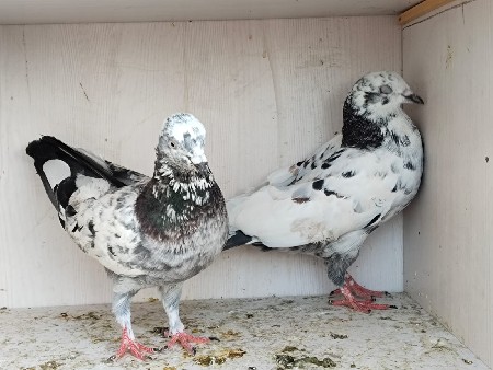 કબુતર વેચવાના છે