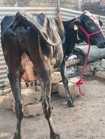 थंबनेल 2