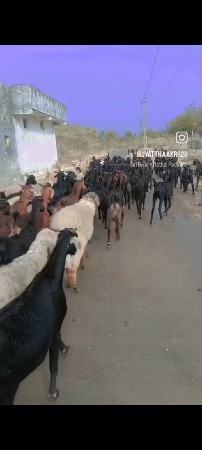 થંબનેલ 2