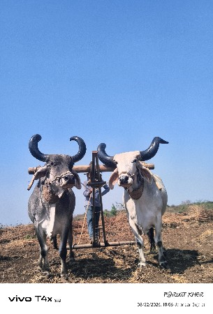 બળદ વઢિયારા વેચવાના છે