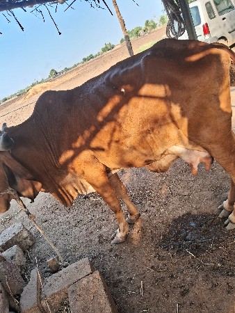 થંબનેલ 3