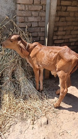 વેચવાની છે