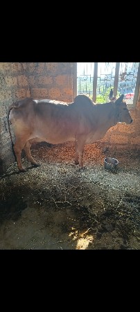 ગાયવેસવાનીછે