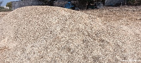 ઘઉંનો કુવળ