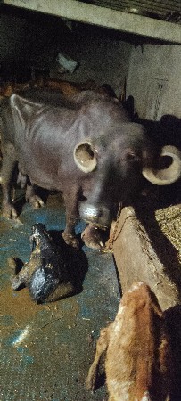 થંબનેલ 3