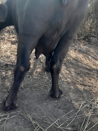 ભેંશ વેચવાની છે