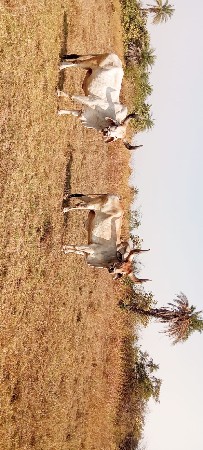 બળદ વેચવાના છે