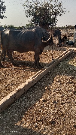 ભેંસ વેચવાની છે