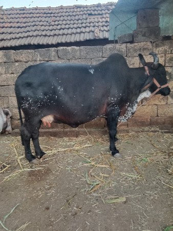 ગાય વેચવાની છે