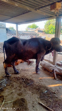 થંબનેલ 2