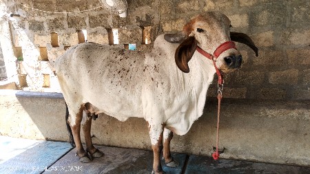 ગાય વેચવા ની છે