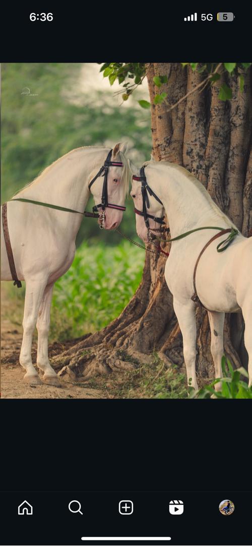 કાળી  મુંડી ,  રોઝી , સંજાબ , નૂકરી વછેરી કે ઘોડી વેચવા માટે કોન્ટેક કરો