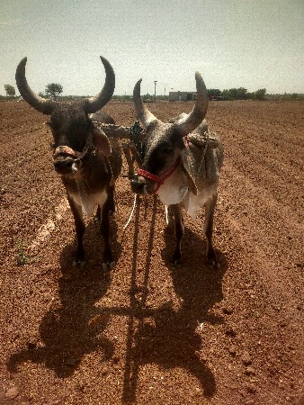 ગોધલા વેચવાના છે