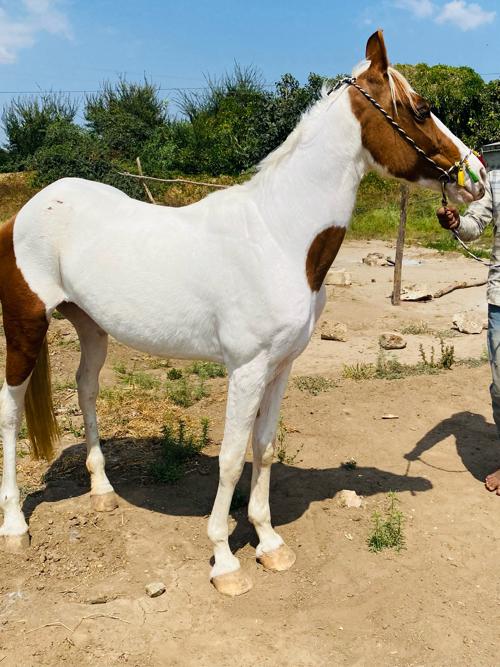 थंबनेल 2