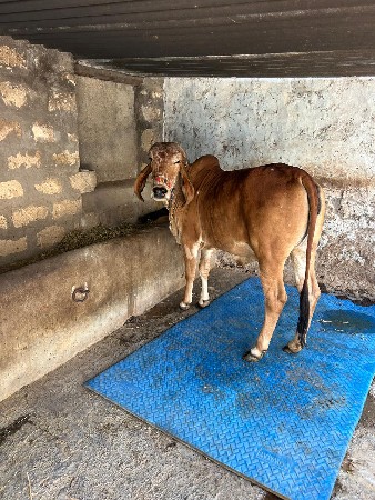 थंबनेल 3