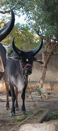 ઓરિજનલ વઢિયાર