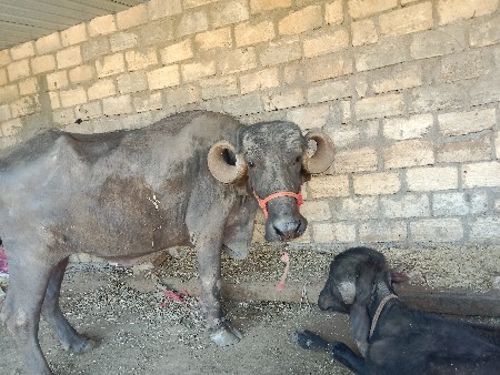 थंबनेल 2