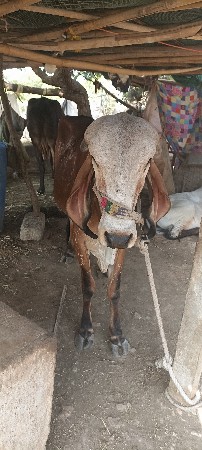 થંબનેલ 3