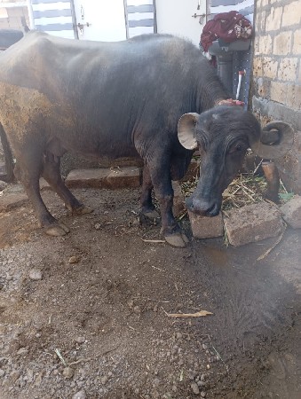 દેવાભાઈ સિધવ