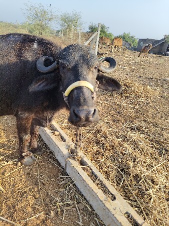 ભેંસ વેચવાની છે