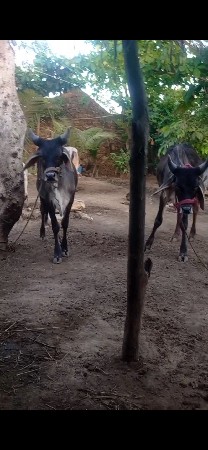 ઘોધલા વેચવા નાછે